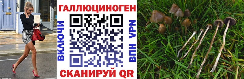 купить наркоту  Алейск  Галлюциногенные грибы Psilocybe 
